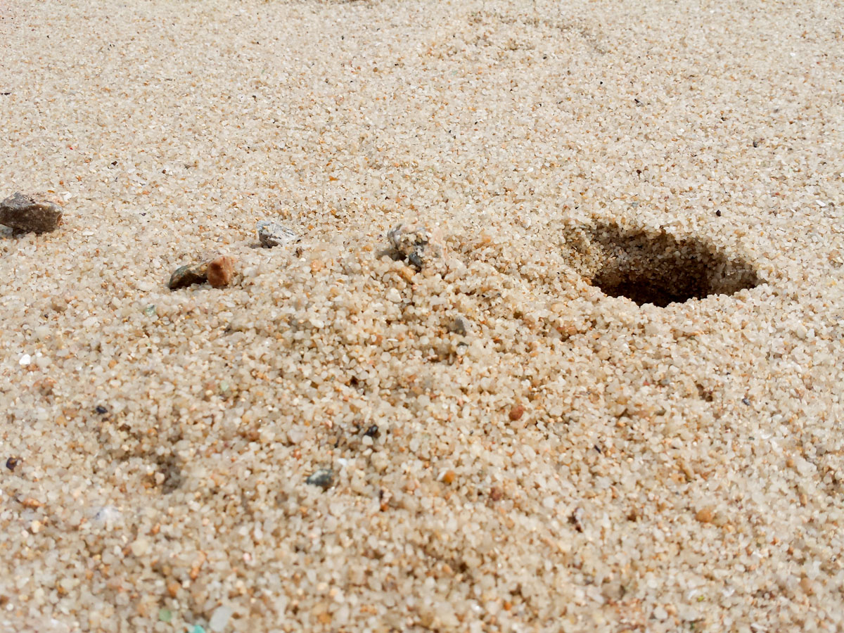 Crab holes early in the morning at Tung Wan Beach - Cheung Chau Gallery